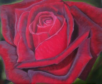 Velvet rose. Rakova Elena