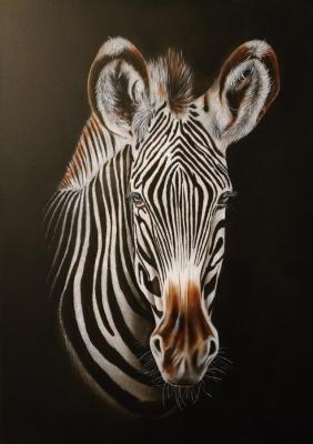 Zebra. Litvinov Andrew