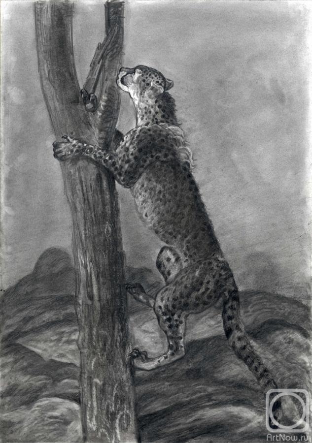 Dementiev Alexandr. Cheetah climbs on a tree