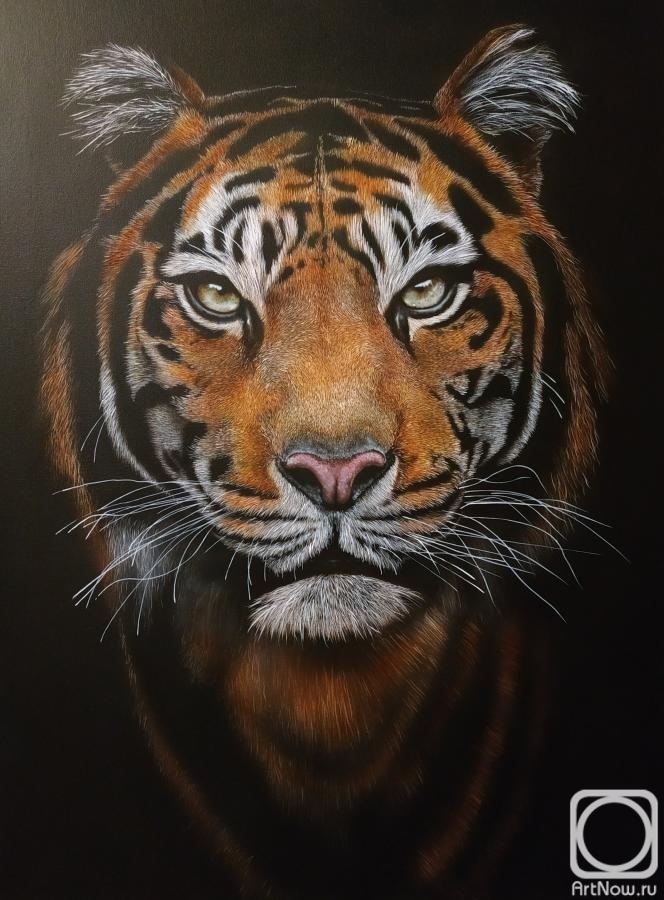 Litvinov Andrew. Tiger