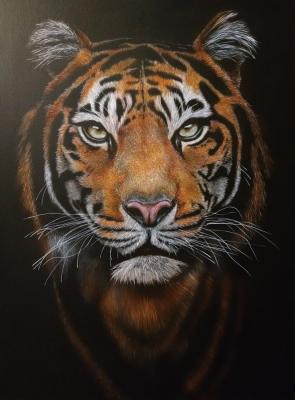 Tiger (Tiger Picture). Litvinov Andrew