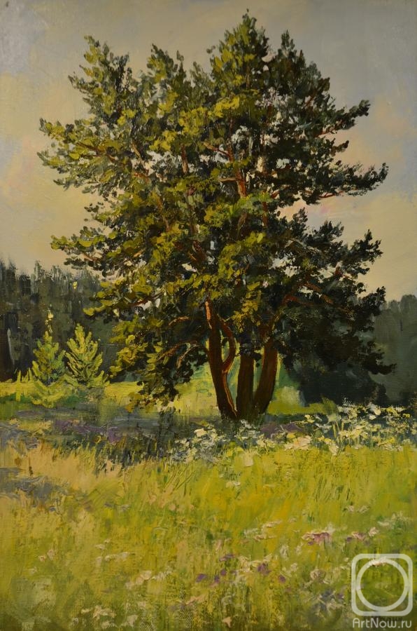 Fadin Dmitriy. Pine on the edge of the forest