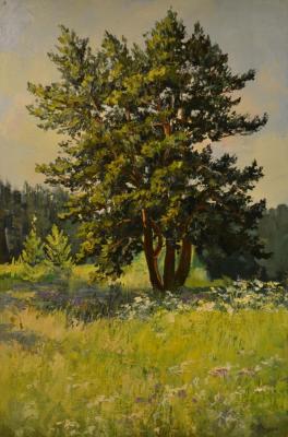 Pine on the edge of the forest. Fadin Dmitriy