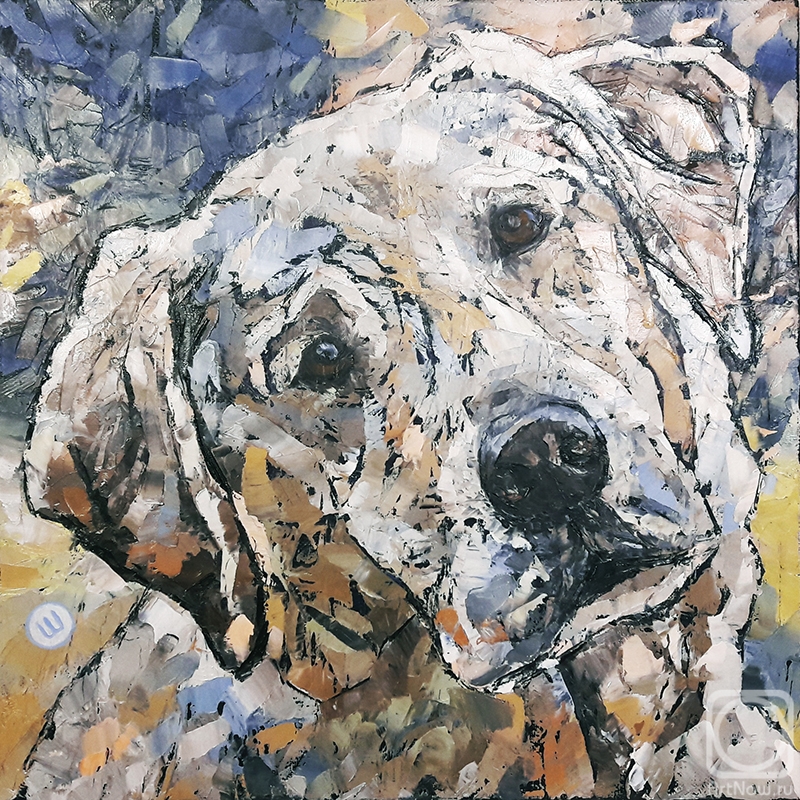 Shah Oxana. Labrador