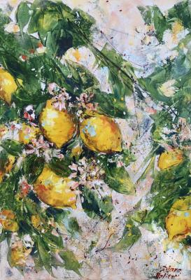 Bloomy Lemon Tree (Citronnier). Malivani Diana
