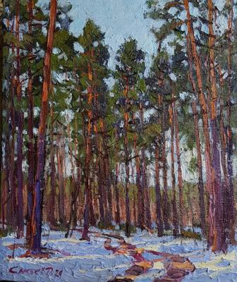 Century-old pines. Sisoev Dmitriy