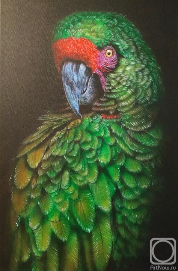 Litvinov Andrew. Macaw Parrot