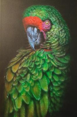 Macaw Parrot. Litvinov Andrew