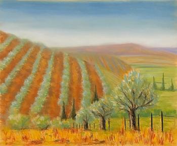 Copy 229 (Olive fields of Tuscany). Lukaneva Larissa