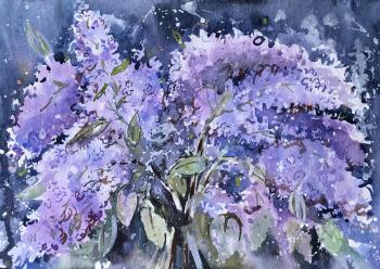 Evening lilac