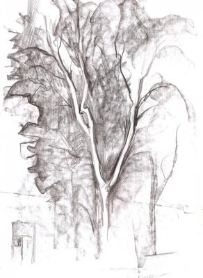 Reflection of a tree. Lavrinenko Bogdan