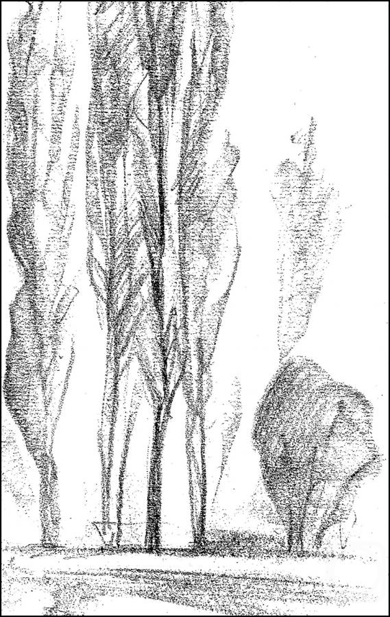 Lavrinenko Bogdan. Poplars