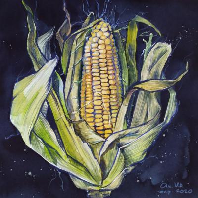 Corn. Ivanova Anastasia