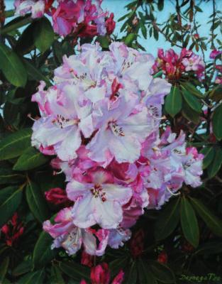 Rhododendron in Blossom. Deynega Tatyana