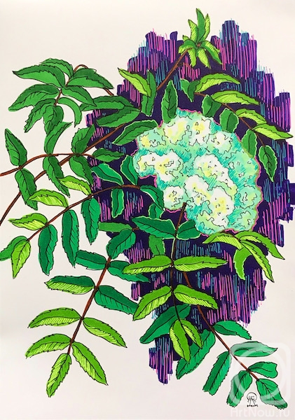 Lukaneva Larissa. Flower of mountain ash. The sketch