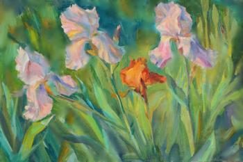 Irises. Minuet at sunset. Mirgorod Irina