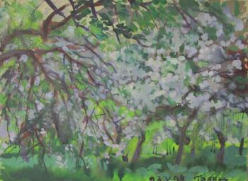 Blooming Plum Orchard, Spring. Dobrovolskaya Gayane