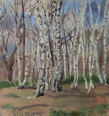 Birches at the edge of the forest, April 20, 2000