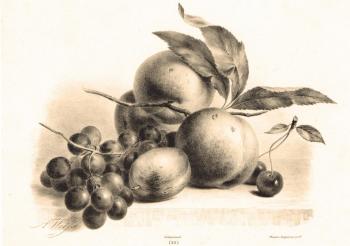 Grapes, plum, peaches and cherry. Kolotikhin Mikhail