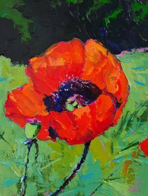 The poppy blooms