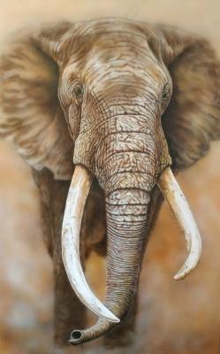African elephant. Litvinov Andrew