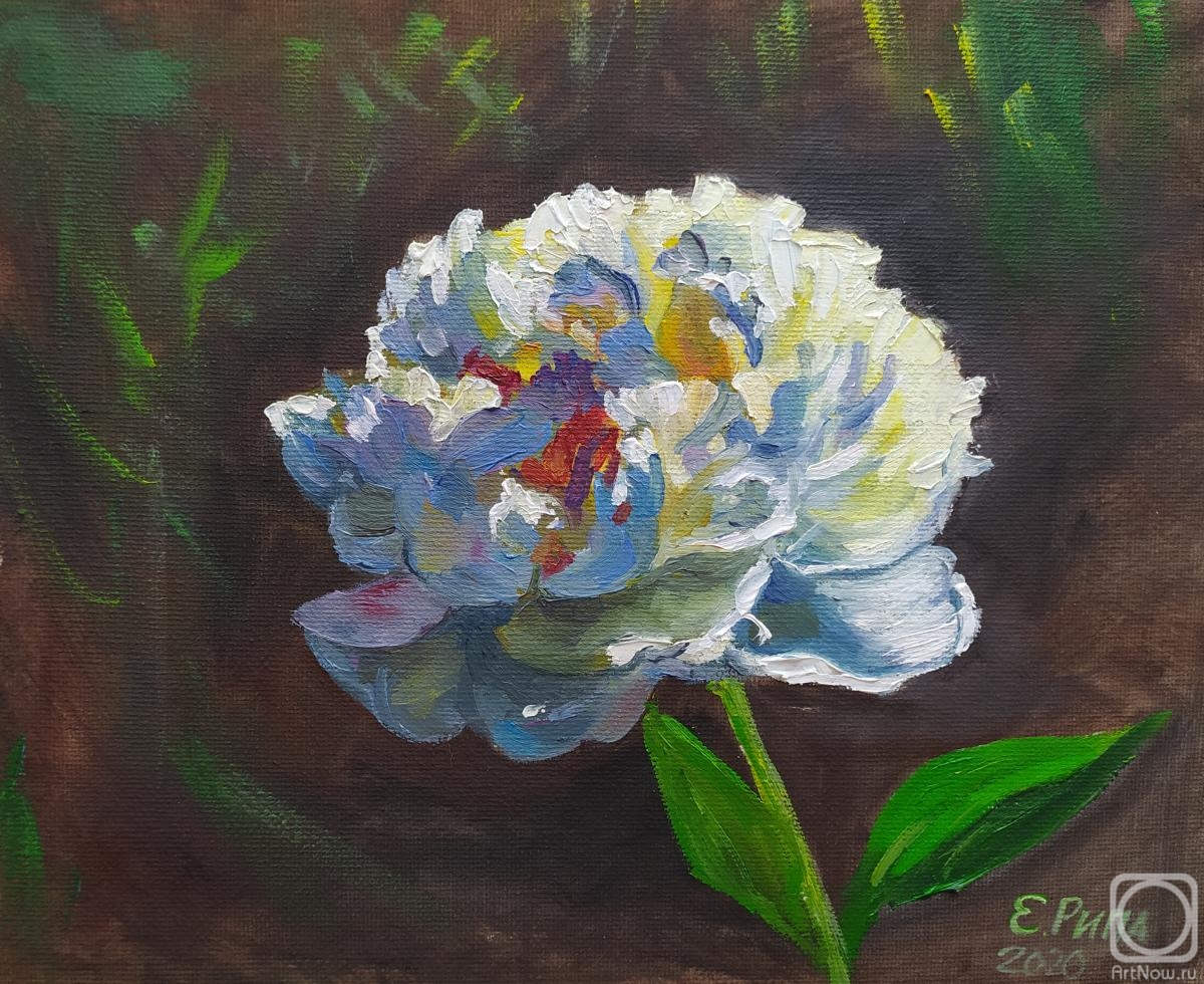 Ripa Elena. White peony