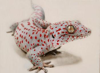 Lizard. Litvinov Andrew