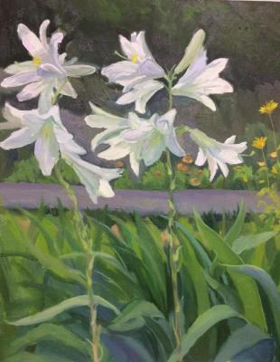 Sketch of white lilies. Tsebenko Natalia