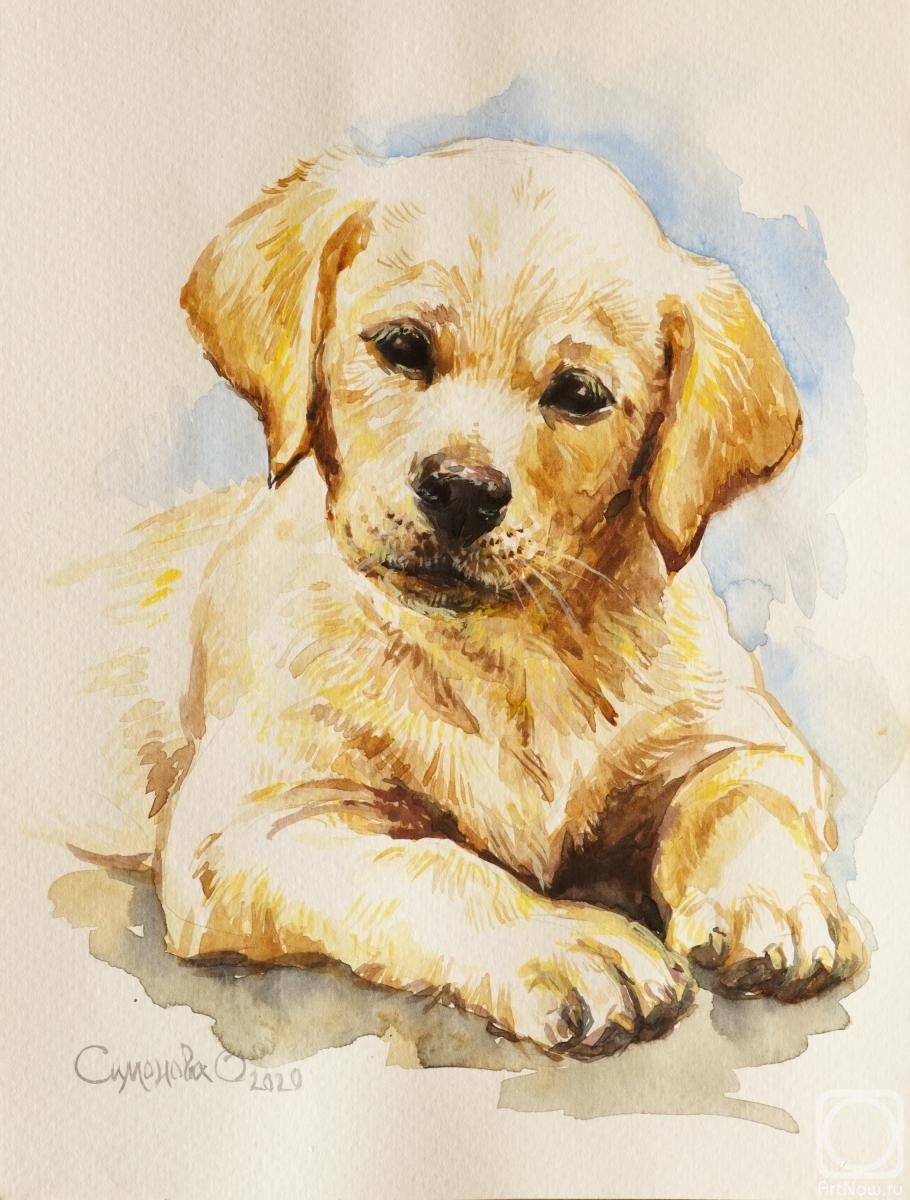 Simonova Olga. Labrador puppy