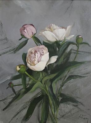 Peonies on a grey background