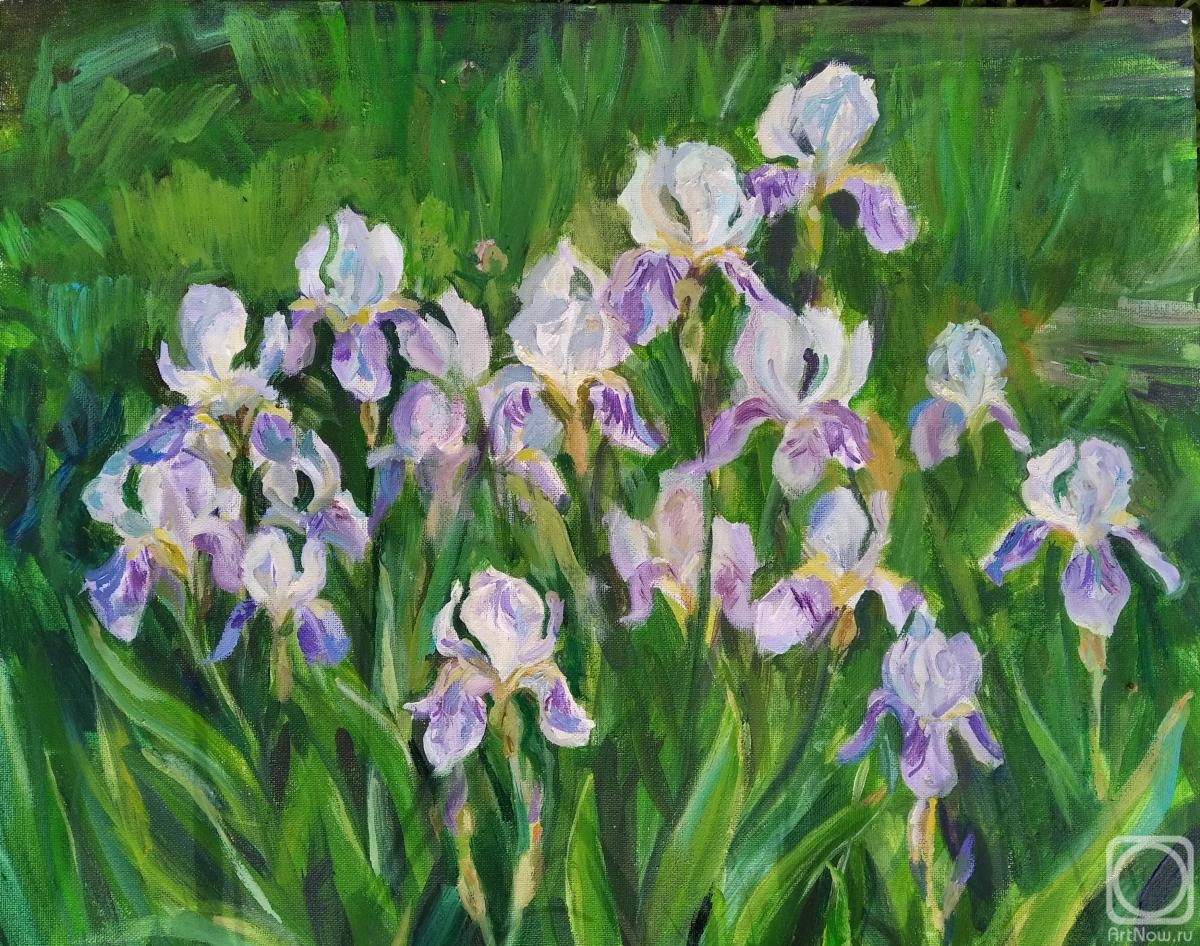 Shenec Anna. Lilac irises