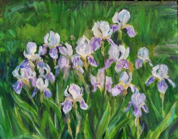 Lilac irises. Shenec Anna