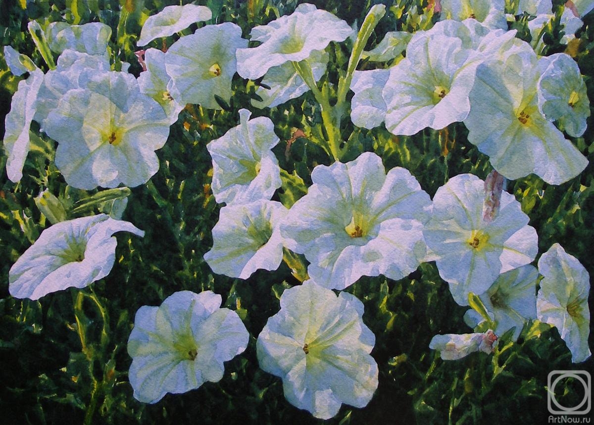 Rodzin Dmitry. White petunias