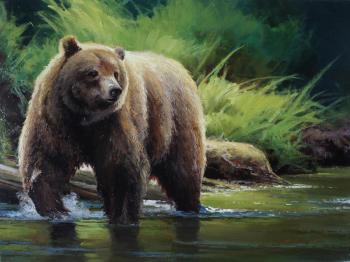 Bruin (Brown Bear). Zaitsev Aleksandr