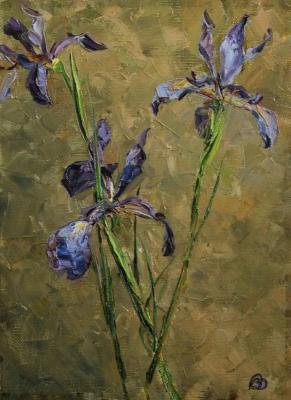 Wild irises. Vorontsova Viktoria