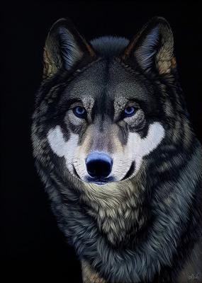 Blue-eyed wolf. Ebzeev Shaharbi
