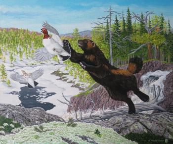 Wolverine and willow grouse. Fomin Nikolay