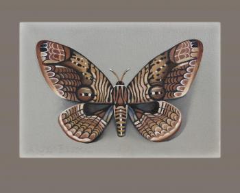 The Bram Wallia (Entomology Art). Belova Asya