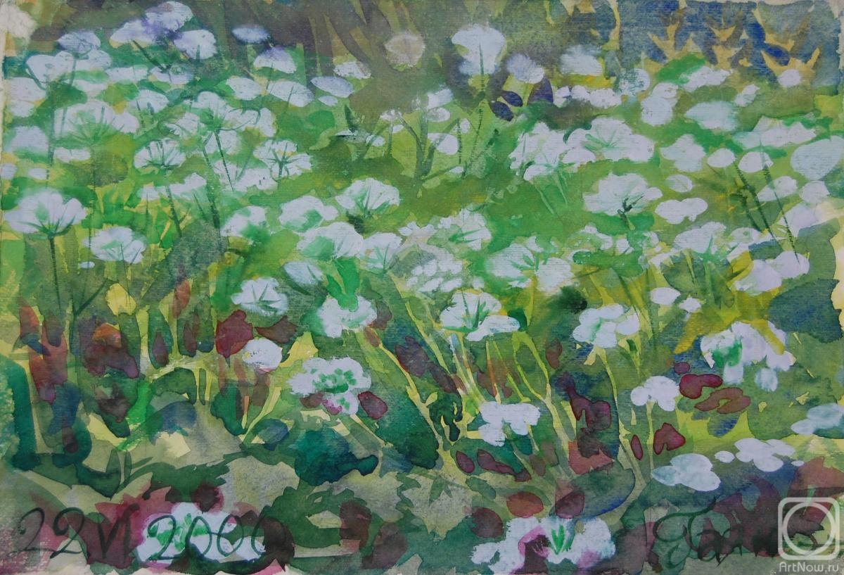 Dobrovolskaya Gayane. Aegopodium-flowers in the meadow