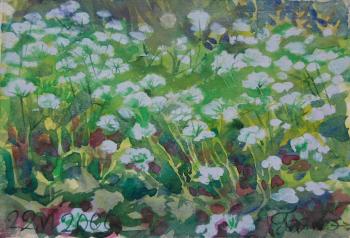 Aegopodium-flowers in the meadow. Dobrovolskaya Gayane