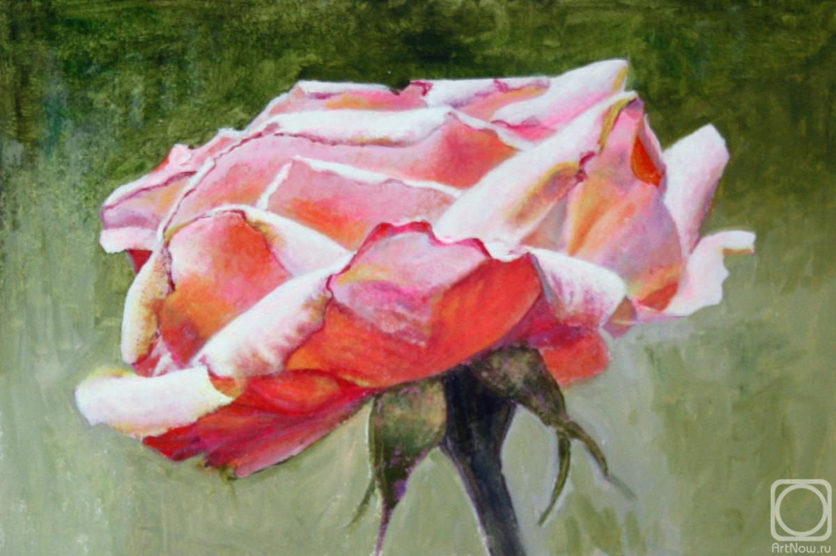 Kudryashov Galina. Pink rose 2