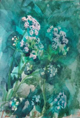 The flowers of Aegopodium