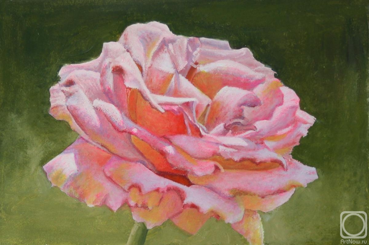 Kudryashov Galina. Pink rose 3