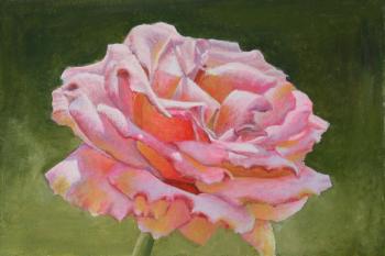 Pink rose 3 (Rose Bud). Kudryashov Galina