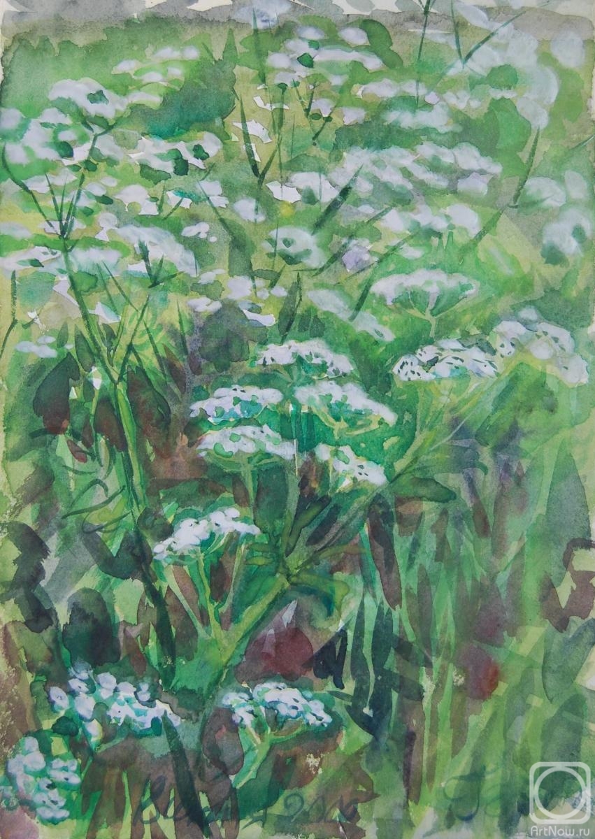 Dobrovolskaya Gayane. Blooming Aegopodium in the meadow
