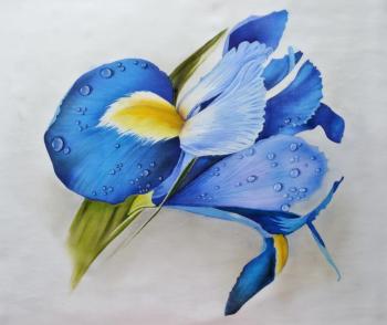Blue iris (Pictures Of Flowers). Kopylova Nadezhda