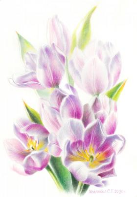 Tulips Of Virosa. Khrapkova Svetlana