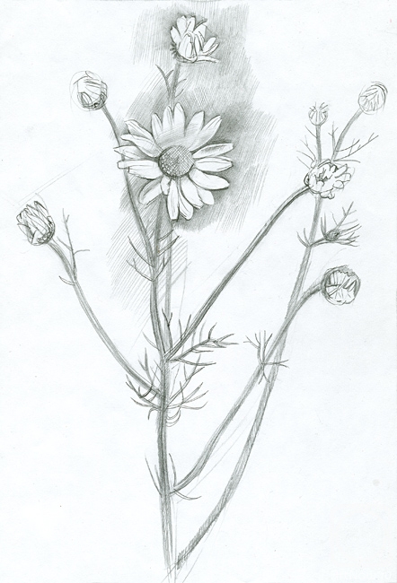 Yudaev-Racei Yuri. Daizy Flowers (Matricaria chamomilla)