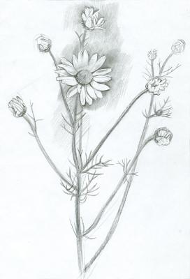 Daizy Flowers (Matricaria chamomilla). Yudaev-Racei Yuri