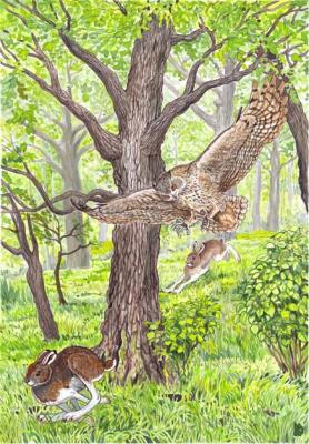 Hunting two hares (Eagle-Owl). Fomin Nikolay